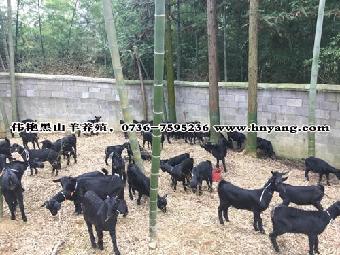 十大外围足球平台app