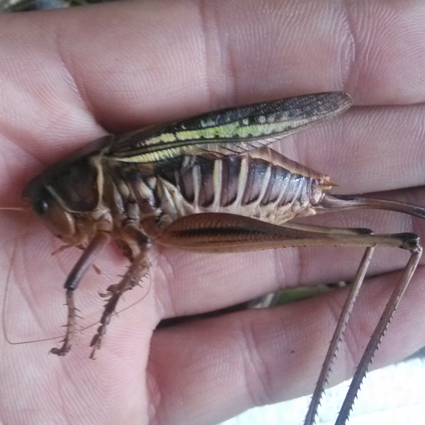 谷文泽主演《丛林历险记》将上映 开启丛林求生冒险之旅_十大外围足球平台app(图3) 十大外围足球大平台