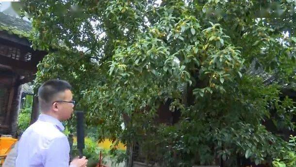 十大外围足球平台app手机版：【飞翔的声音】金桂香/刘化文朗诵季等你:飞翔(图7)