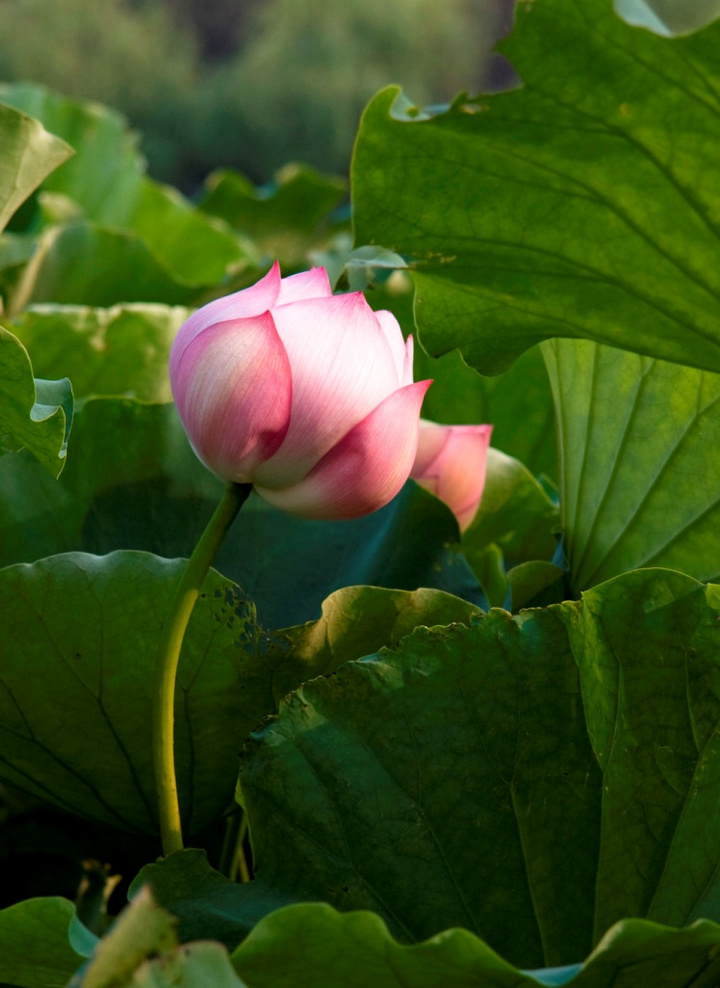 十大外围足球大平台