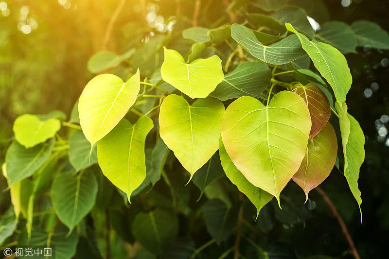 十大外围足球平台app手机版